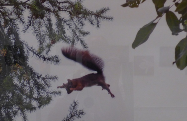 Ecureuil sautant d'une branche à l'autre
